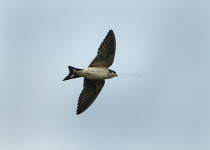 Preuss's Cliff Swallow