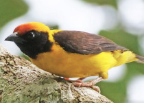 Preuss's weaver