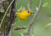 Prothonotary Warbler