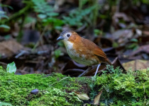 Przewalski's Antpitta