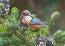 Przewalski's Nuthatch