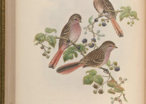 Przewalski's Pinktail