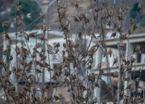 Przewalski's Rosefinch