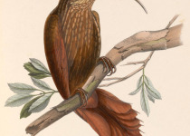 Pucheran's Woodpecker