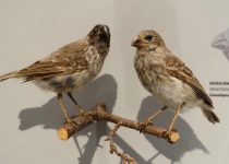 Puerto Rican Bullfinch