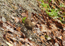 Puerto Rican Bullfinch