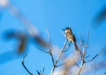 Puerto Rican Flycatcher