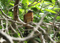 Puerto Rican Lizard-Cuckoo