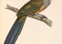 Puerto Rican Lizard-Cuckoo