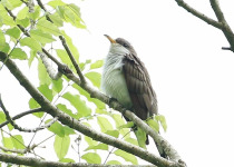 Puerto Rican Lizard-Cuckoo