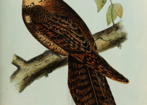 Puerto Rican Nightjar