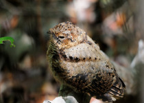 Puerto Rican Nightjar
