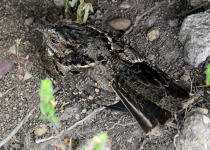 Puerto Rican Nightjar