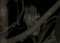 Puerto Rican Screech Owl