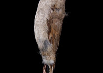 Puerto Rican Solitaire