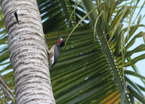 Puerto Rican Woodpecker