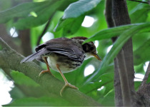 Puff-throated babbler