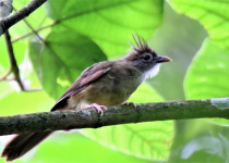 Puff-throated bulbul