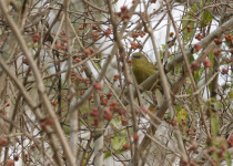 Pulitzer's warbler