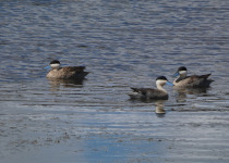 Puna Teal