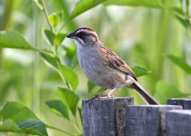 Puna Yellow-Finch