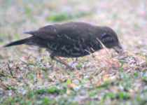 Purple-backed Thrush