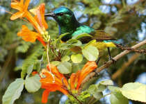 Purple-banded Sunbird