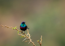 Purple-banded Sunbird
