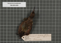 Purple-banded Sunbird