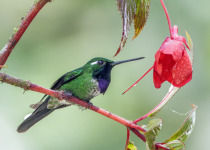 Purple-bibbed Whitetip