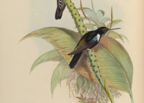 Purple-bibbed Whitetip