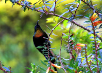 Purple-breasted Sunbird