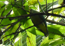 Purple-capped Fruit Dove