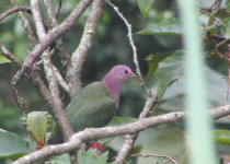 Purple-capped Fruit Dove