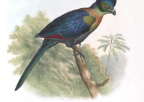 Purple-crested Turaco