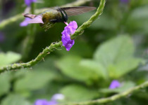 Purple-crowned Fairy