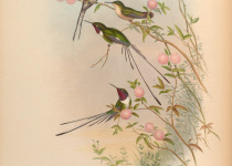 Purple-crowned Fairy