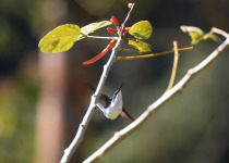 Purple-crowned Fairy