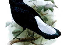 Purple-crowned Fairywren