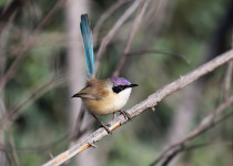 Purple-crowned Fairywren