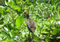 Purple Gallinule