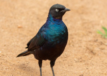 Purple Glossy-starling