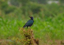 Purple Glossy Starling