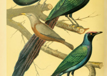 Purple-headed Starling