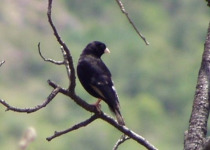 Purple Indigobird