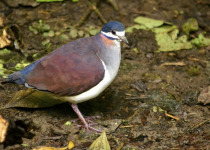 Purple Quail-Dove