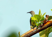 Purple-rumped Sunbird