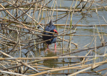 Purple Swamphen