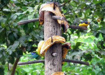 Purple-throated Euphonia