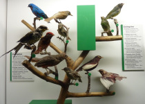 Purple-throated Fruitcrow